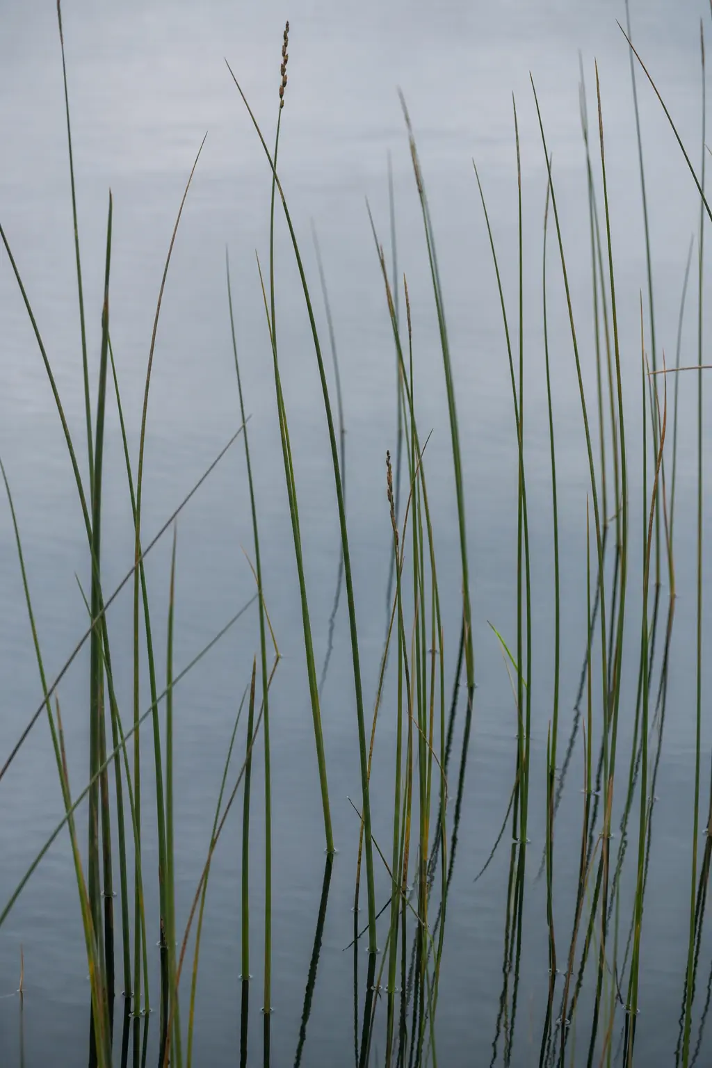 Tall reeds against still slate-coloured water